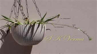  Inflorescence